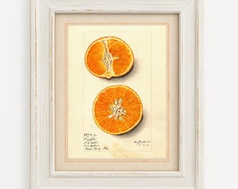 May include: Framed botanical print featuring two orange citrus fruit halves. The top half is cut lengthwise, revealing the segments, while the bottom half is a cross-section. The print has handwritten text and is set in a white distressed frame.