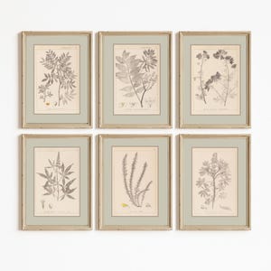 May include: A set of six framed botanical prints, each with a light green mount and a gold-coloured frame. The black and white illustrations depict detailed drawings of different plants, including leaves, stems, and flowers, offering a vintage aesthetic.