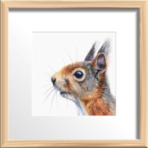 May include: A framed print featuring a detailed watercolor illustration of a squirrel. The squirrel has reddish-brown fur, a long, bushy tail, and is set against a white background. The frame is made of light-colored wood.