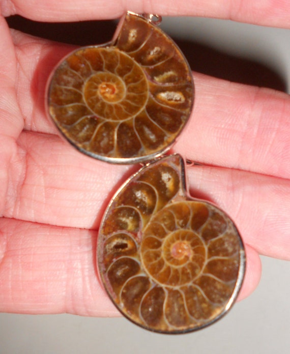 希少 アンモナイト 化石 標本 インテリア 置物 アンティーク