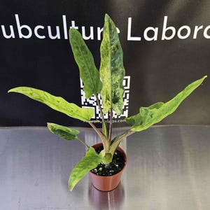 US Seller - Alocasia Lauterbachiana Mint