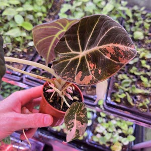May include: A variegated Alocasia plant in a small brown plastic pot. The heart-shaped leaves are dark green with prominent light veins and patches of pink and cream variegation. The plant has pale stems and visible roots in the soil.