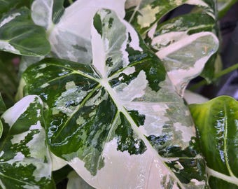 Alocasia Ninja - Black Plants - Tropical Houseplant - Live Plant
