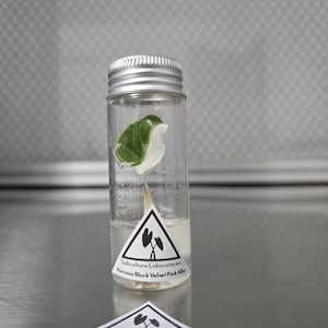 May include: A clear glass vial with a silver screw cap containing a small Alocasia Black Velvet Pink Alba plant in a nutrient gel. A triangular label on the vial reads Subculture Laboratories Alocasia Black Velvet Pink Alba.