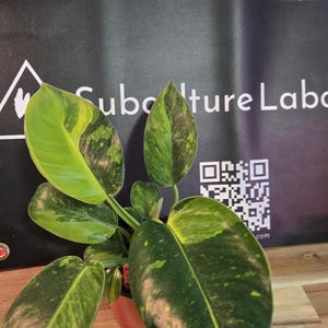 Philodendron Green Congo Hybrid Variegated
