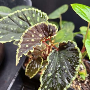 May include: A potted begonia plant featuring dark, glossy, heart-shaped leaves with a deep burgundy and forest green coloration. The foliage is marked with small, light green spots and displays a distinct, ruffled, light-colored serrated edge.