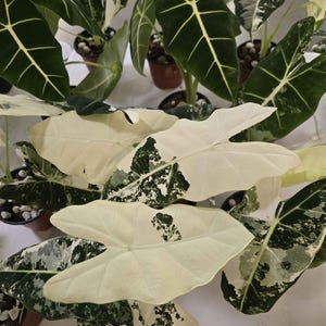 Alocasia Frydek - 4in