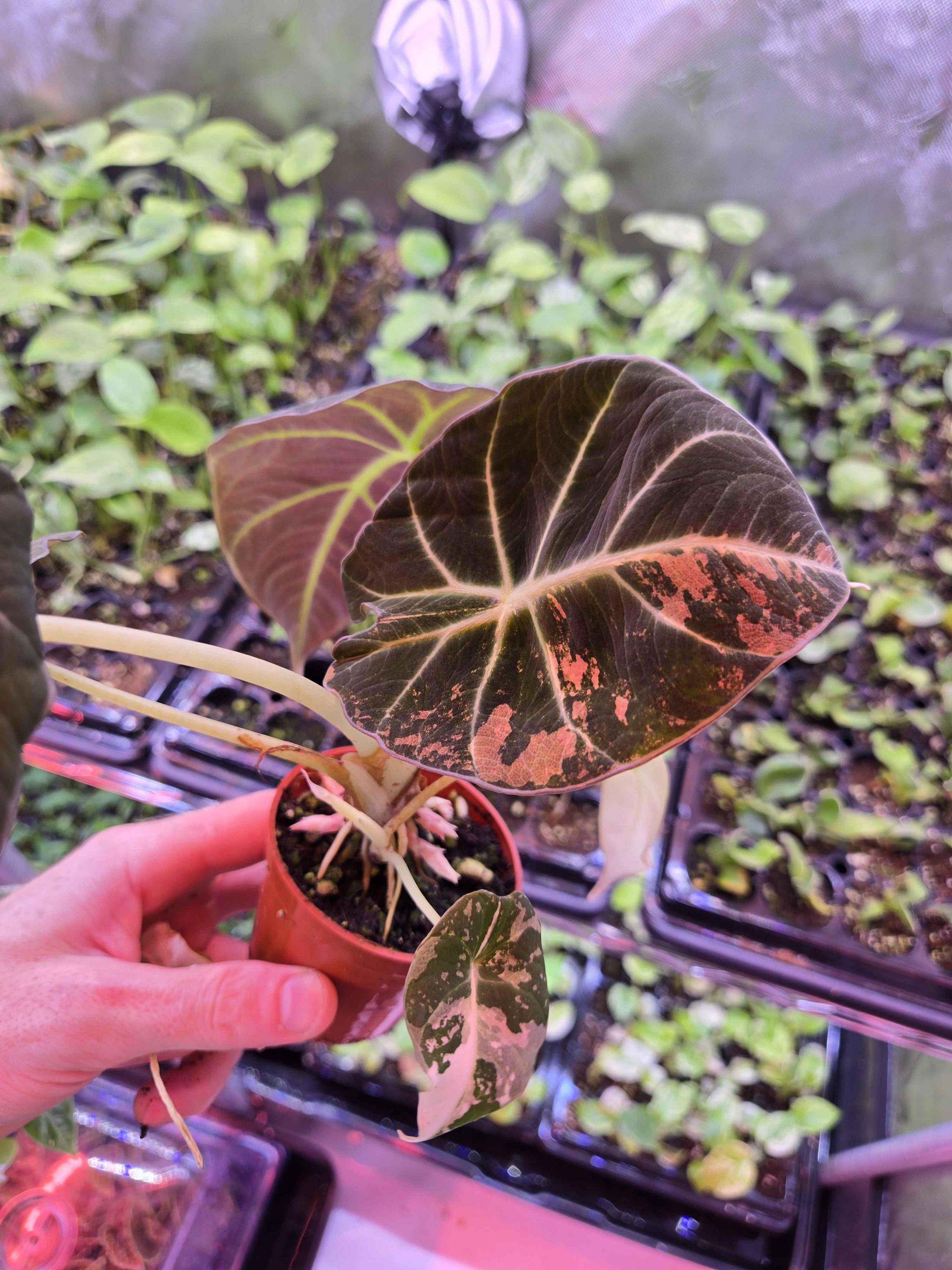Alocasia Black Velvet Pink Variegata - Etsy