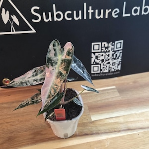 Alocasia Bambino Arrow Variegated