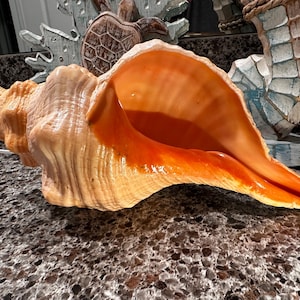 May include: A large, natural conch shell with a spiral shape and a wide opening. The shell features a gradient of colors, from light tan to vibrant orange inside. The shell is a decorative item, possibly for coastal decor.