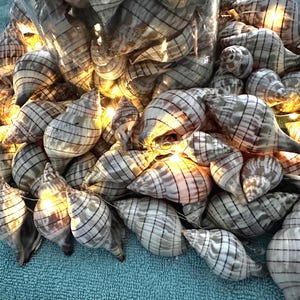 15 tulipani a strisce della Florida. Le conchiglie possono essere utilizzate in molti modi! Per creazioni artigianali, decorazioni, decorazioni per feste e molto altro ancora.