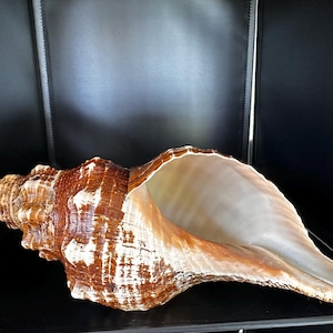 Conchiglia di cavalluccio marino della Florida. Ho lasciato il periostraco (strato superiore marrone) su questa, quindi sembra completamente naturale! Ha olio e vernice trasparente!