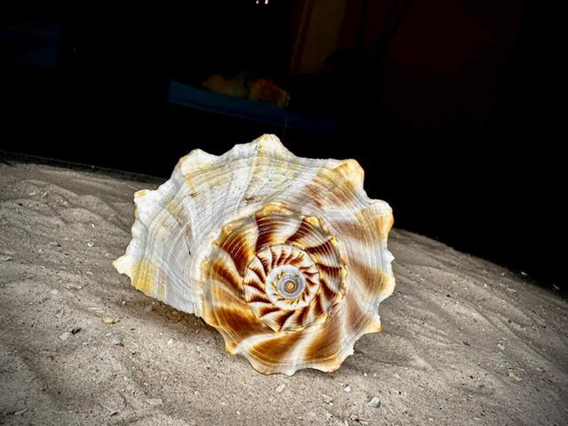 Florida Lightning Whelk Shell: Coastal Decor With Purple Tints - Etsy