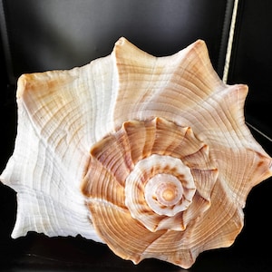 May include: Close-up of a large, textured seashell with a spiral center. The shell features a mix of white, tan, and brown hues, with prominent ridges and a star-like shape. The background is black.