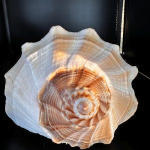 May include: A large, white seashell with a brown, spiral pattern in the center. The shell has a smooth, glossy finish and a slightly wavy edge.