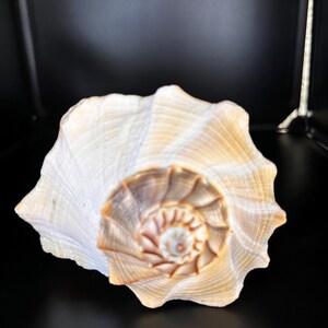May include: A white seashell with a brown spiral pattern in the center. The shell has a textured surface and a pointed tip.
