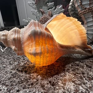 May include: A large, illuminated conch shell lamp. The shell is a light beige color with a warm, orange glow emanating from within. The lamp sits on a speckled countertop, showcasing its natural texture and shape.
