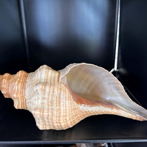 Conchiglia "Florida Horse Conch". Di colore prevalentemente marrone con leggere sfumature arancioni. Bellissima conchiglia, pulita e trattata!