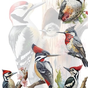 Woodpeckers. 16 Colorful woodpecker digital images.