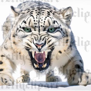 Clipart sneeuwluipaard. 16 afbeeldingen.  300 dpi en 4000 px