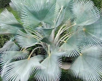 10 Mexican Blue Hesper Fan Palm Seeds (Brahea Armata) Cold Hardy Tropical Tree