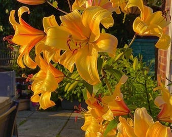 Bulbo de lirio gigante naranja planetario / Planta perenne híbrida de floración para jardín