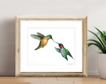 Impressão de belas artes de Hummingbird - A série Hummingbird - Beija-flores juntos