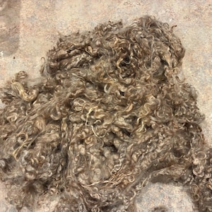 May include: A pile of raw, unprocessed wool fibers in shades of brown and tan. The fibers are tightly curled, creating a textured appearance. This natural material is likely used for crafting, such as spinning yarn or felting.