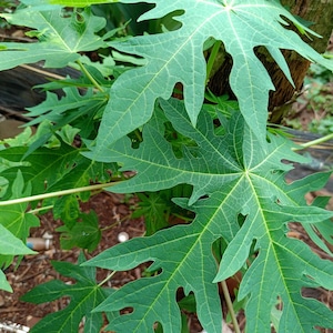 BULK Dried Papaya Leaves – Fresh, Cut, Sifted or Powder | 100% Natural Herbal Tea Ingredient | Carica Papaya Leaf for Wellness & Detox