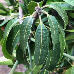 100% Organic Mango Leaf Fresh, Dried And Powder, BULK | Herbal Superfood Tea | Freshly Air-Dried-Powder for Maximum Potency & Flavor