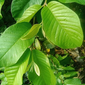 Organic Fresh & Dried Jamaica Guava Leaves – 1 KG Bulk Natural Psidium Guajava Leaf – Air-Dehydrated for Maximum Freshness and Potency