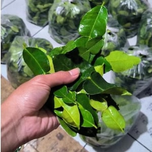 Organic Kaffir Lime Leaves – Fresh & Dried Aromatic Herb for Cooking,Tea