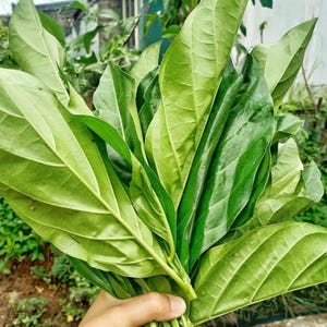 Organic Dried and Fresh Noni Leaves – 1 KG Bulk Morinda Citrifolia – Air-Dried Herbal Tea Leaves, Natural Detox, Immune & Wellness Support