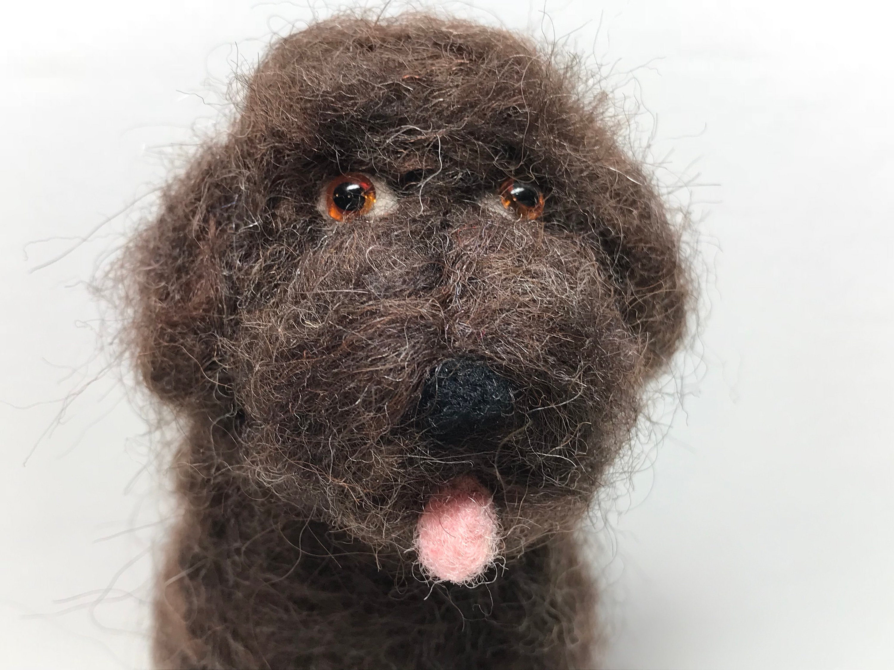 wool labradoodle