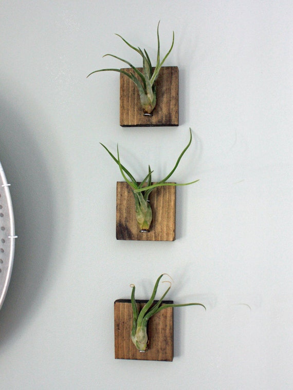 Items similar to Mounted Air Plants // Medusa�s Head
