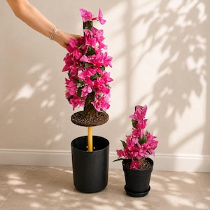 May include: Two bougainvillea plants with vibrant pink flowers and green leaves. The larger plant is elevated on a yellow pole inside a black cylindrical pot, while the smaller plant sits in a matching black pot with a saucer on the floor.