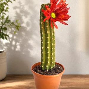 Soporte oculto para cepillo de inodoro con forma de cactus del suroeste, decoración de baño con plantas suculentas para macetas.