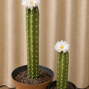 Cactus Plunger Holder | Southwest Bathroom Decor, Functional Planter