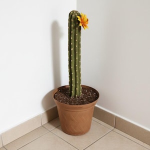 Cactus Toilet Plunger Container: Bathroom Decor Tool Storage - Etsy