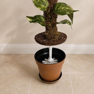 May include: A potted plant with variegated green and yellow leaves growing on a brown moss pole. The pole is supported by a circular soil-covered platform resting on a white plastic stand, which is placed inside a terracotta-colored flower pot.