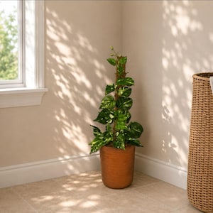 May include: A variegated pothos plant with green and white heart-shaped leaves climbing a vertical brown moss pole. The plant is potted in a smooth, cylindrical terracotta-colored planter, creating a tall, upright display of foliage.