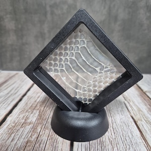 May include: A black display case with a clear front, containing a snake skin. The snake skin is a light beige colour with a scale pattern. The case is mounted on a black, rounded base.
