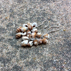 May include: A pair of earrings made with small brown and white seashells hanging from silver hoops.