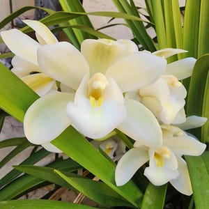 Ivory Cymbidium Flower Essence