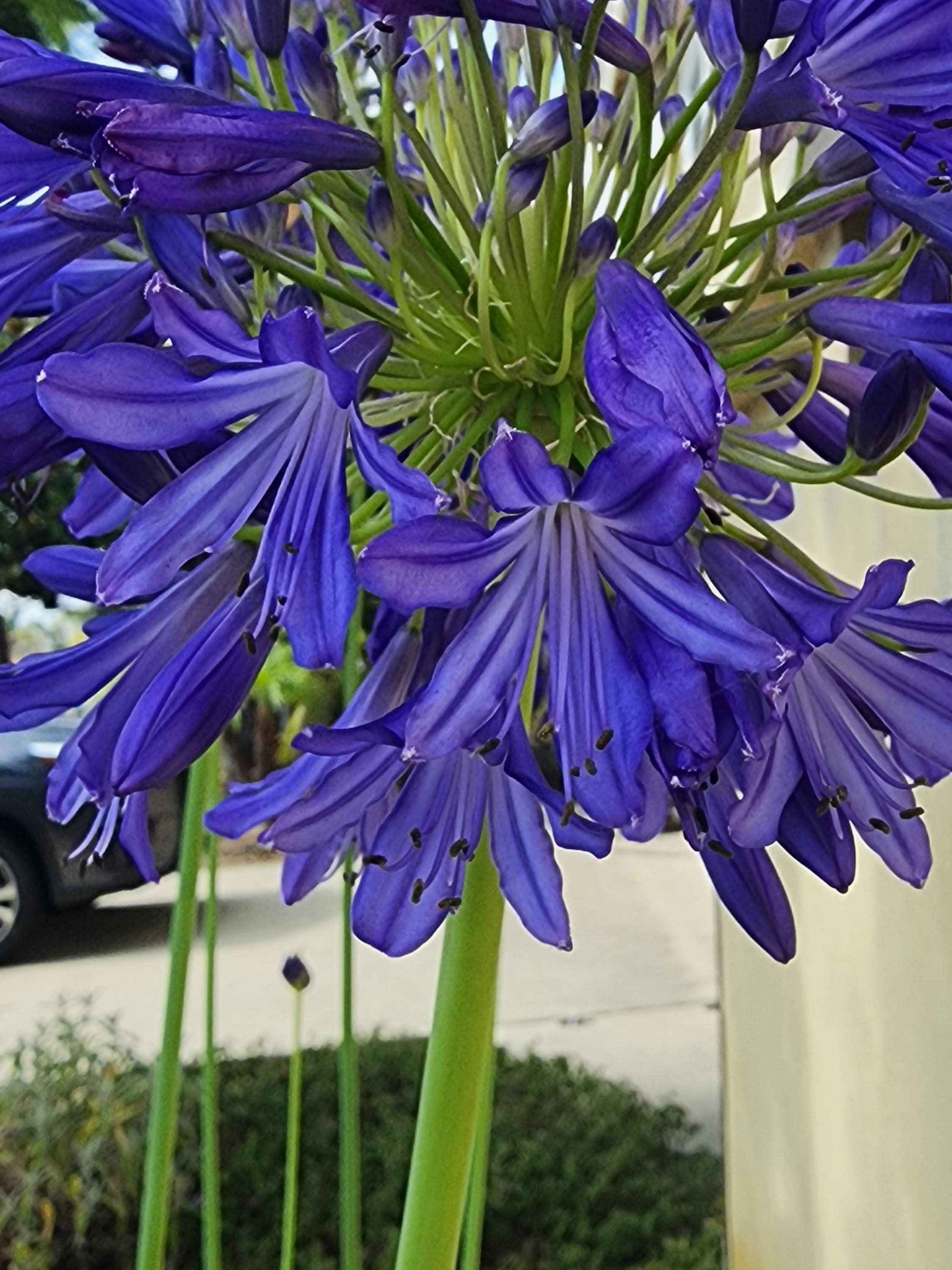 Fiore artificiale Agapanthus OMOLON, crema, 75 cm