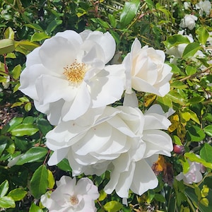 Healing Codependency - Iceberg Rose Flower Essence