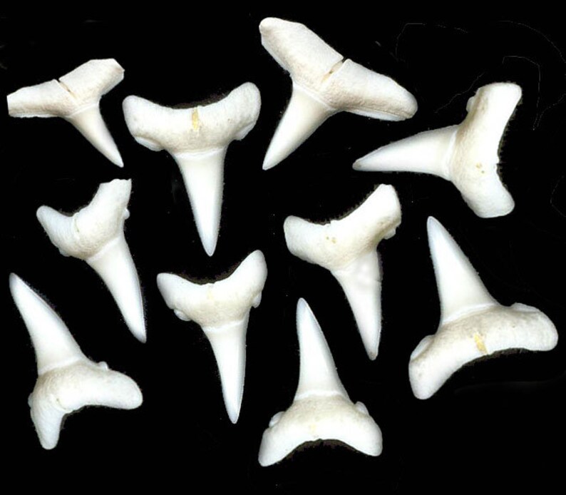 Shark Teeth For Sale Bulk - TeethWalls
