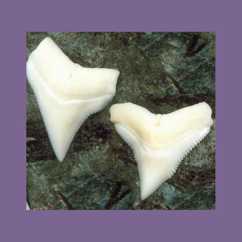 1 Shark tooth 58 size Upper White Shark Teeth Grade A Creamy White Shark Tooth for jewelry and wire wrapping