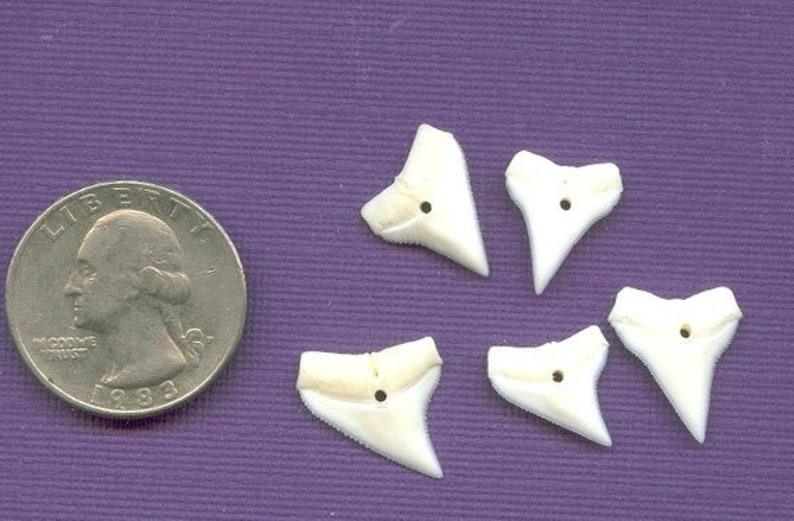 1 Shark tooth 58 size Upper White Shark Teeth Grade A Creamy White Shark Tooth for jewelry and wire wrapping