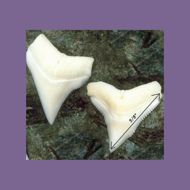 1 Shark tooth 58 size Upper White Shark Teeth Grade A Creamy White Shark Tooth for jewelry and wire wrapping